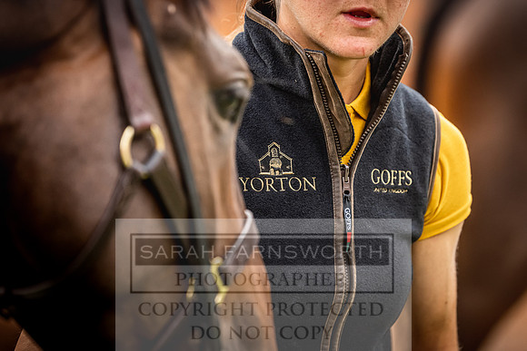 Goffs Yorton Sale 2022-41