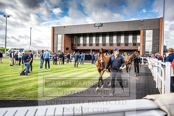 Goffs UK PY24-71