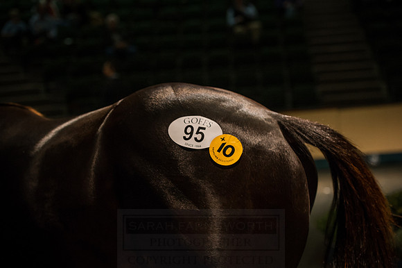 Goffs Orby 2015 -352