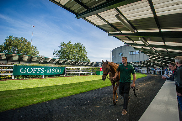 Goffs Orby 2015 -311