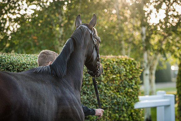 Goffs Orby 2015 -145