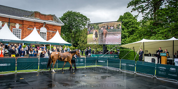 Goffs London Sale 2016-374