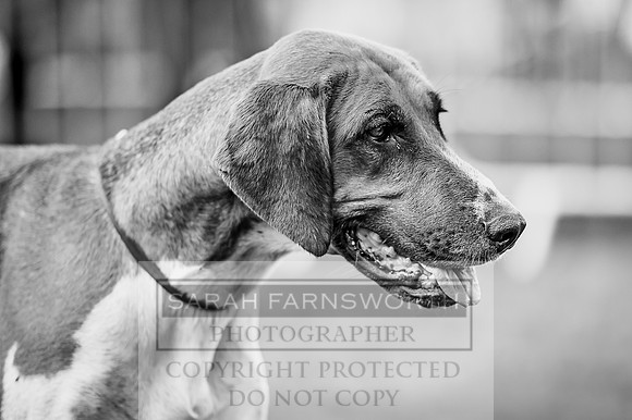 Lowther Hound Show 2017-98
