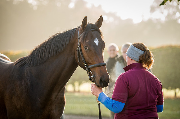 Goffs Orby 2015 -454
