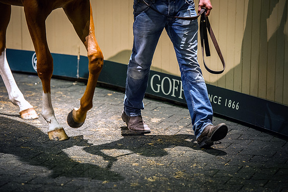 Goffs Orby 2015 -345