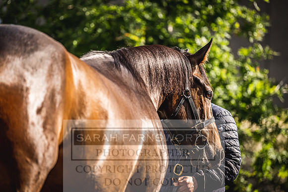 Goffs Land Rover Sale 2022-136