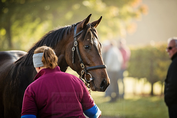 Goffs Orby 2015 -453