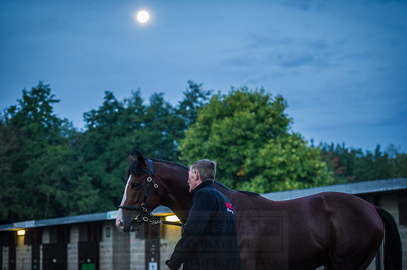 Goffs Orby 2015 -48