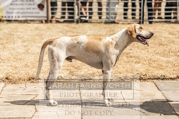 Honiton Hound Show 2022-139