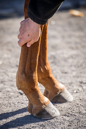 Goffs Orby 2015 -406