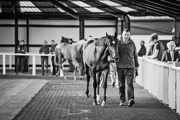 Goffs Orby 2015 -419 bw