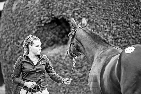 Goffs Orby 2018 Day 2-136
