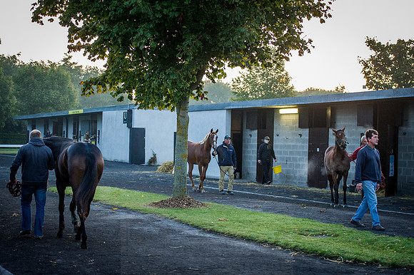 Goffs Orby 2015 -72