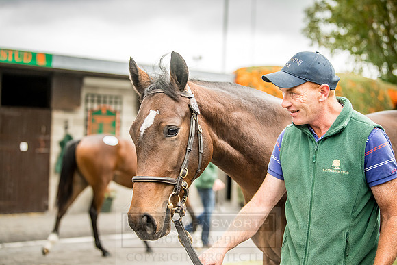 Goffs Orby 2018 Day 2-94