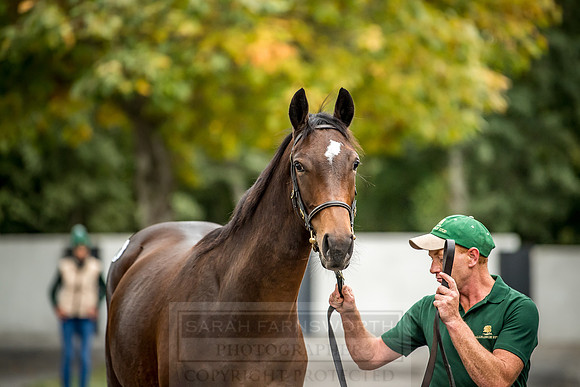 Goffs Orby 2018 Day 2-193
