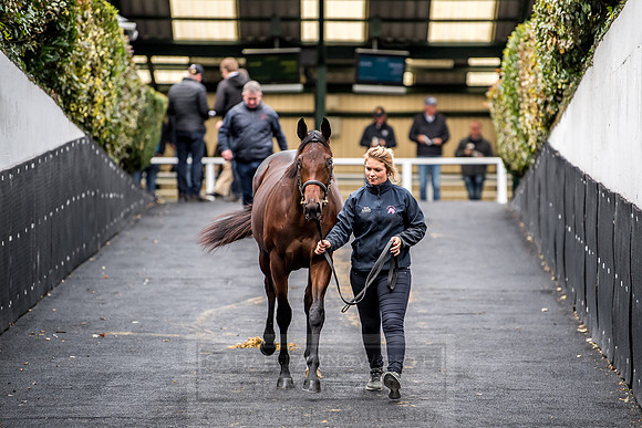 Goffs Orby 2018 Day 1-266