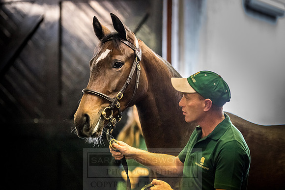 Goffs Orby 2018 Day 2-161