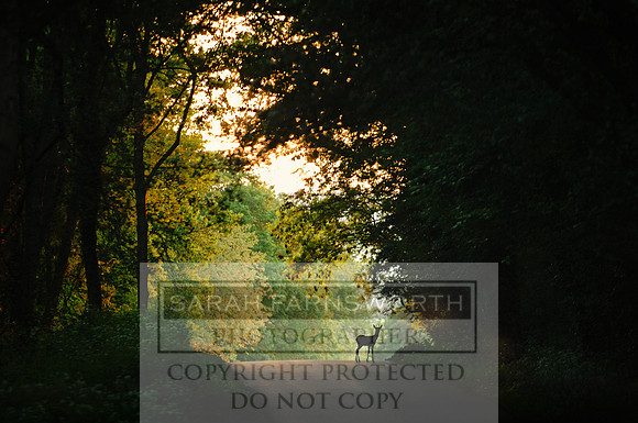 Roebuck crop