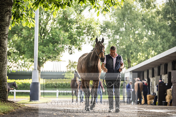 Goffs Land Rover Sale 2022-99