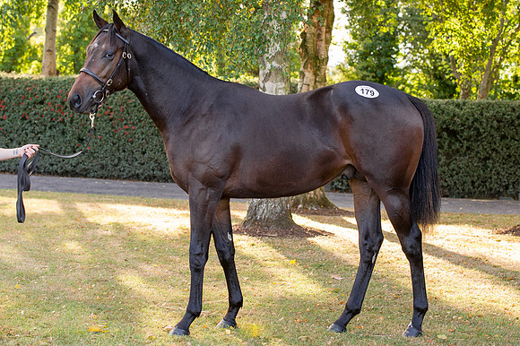 Goffs Orby14 CF7 777