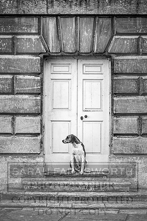 Baron Von Pfetten Puppy Show 02.09.18-122