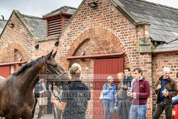 GUK Yorton Sale 2019-188