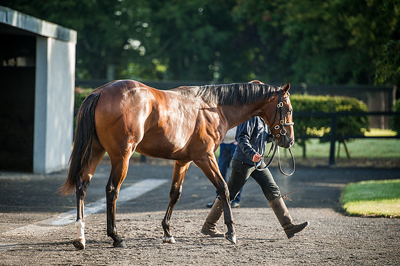 Goffs Orby 2015 -177