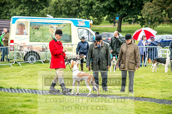 Lowther Hound Show 2017-35