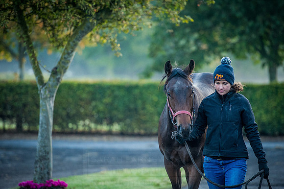 Goffs Orby 2015 -77