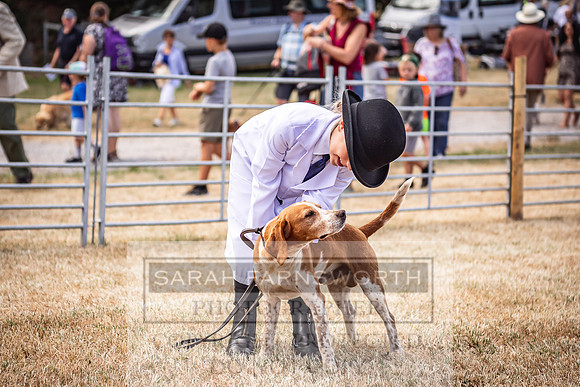 Honiton Hound Show 2022-62