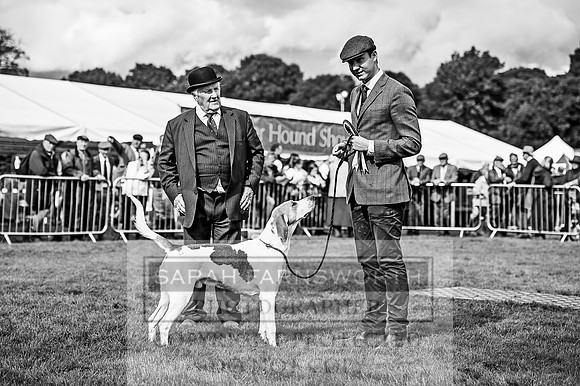 Lowther Hound Show 2017-129