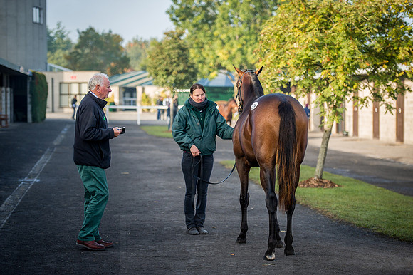 Goffs Orby 2015 -456