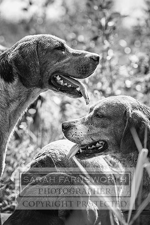 Desmond 040616-194 bw