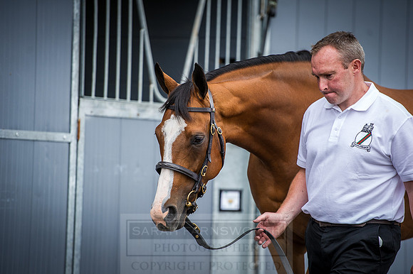 Goffs London Sale 2016-128