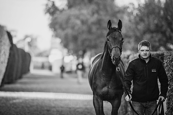 Goffs Orby 2015 -144 bw