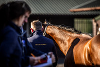 Goffs UK Breeze Up 2022-18