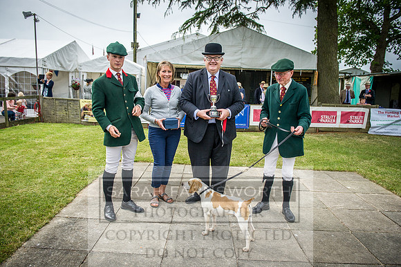Ardingly Beagles 2016-3