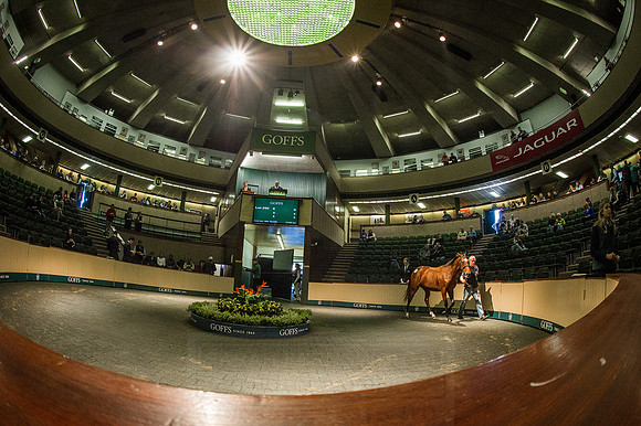Goffs Orby 2015 -545