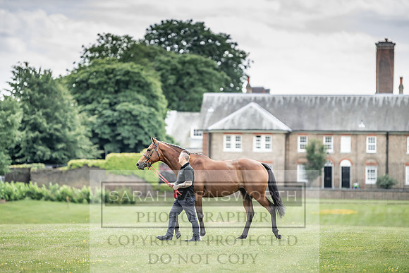 Goffs London Sale 2019-15