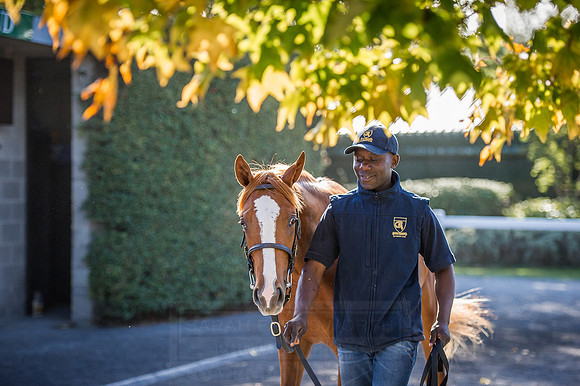 Goffs Orby 2015 -400