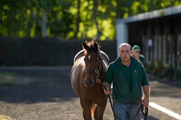 Goffs Orby14 CF7 299
