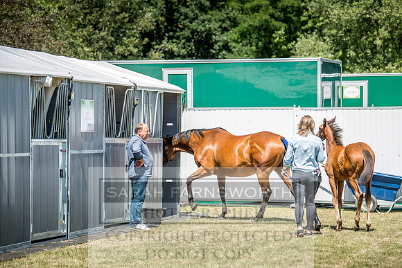 Goffs London Sale 2018-4
