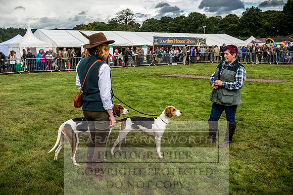 Lowther Hound Show 2017-77