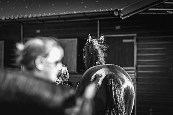 Goffs UK Spring Sale 22 Day 2-26