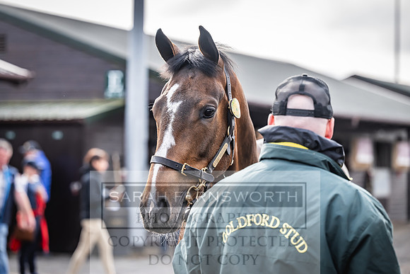 Goffs UK Spring Sale 2024-37