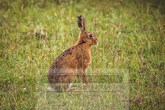 Brown Hare in the cotswolds-1