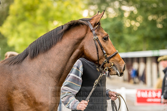 Goffs Orby 2018 Day 1-372