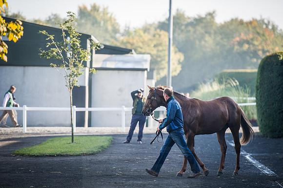 Goffs Orby 2015 -502