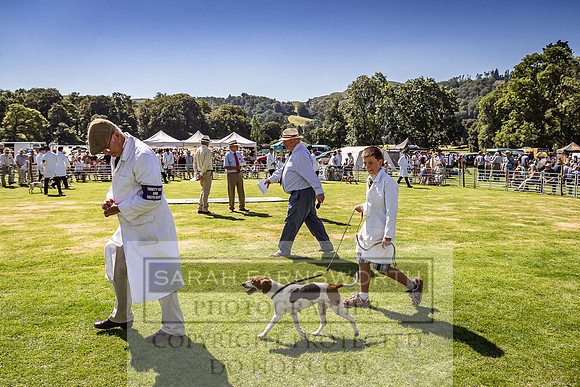 Rydal Hound Show 2022-115