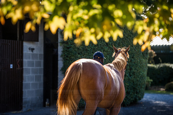 Goffs Orby 2015 -410